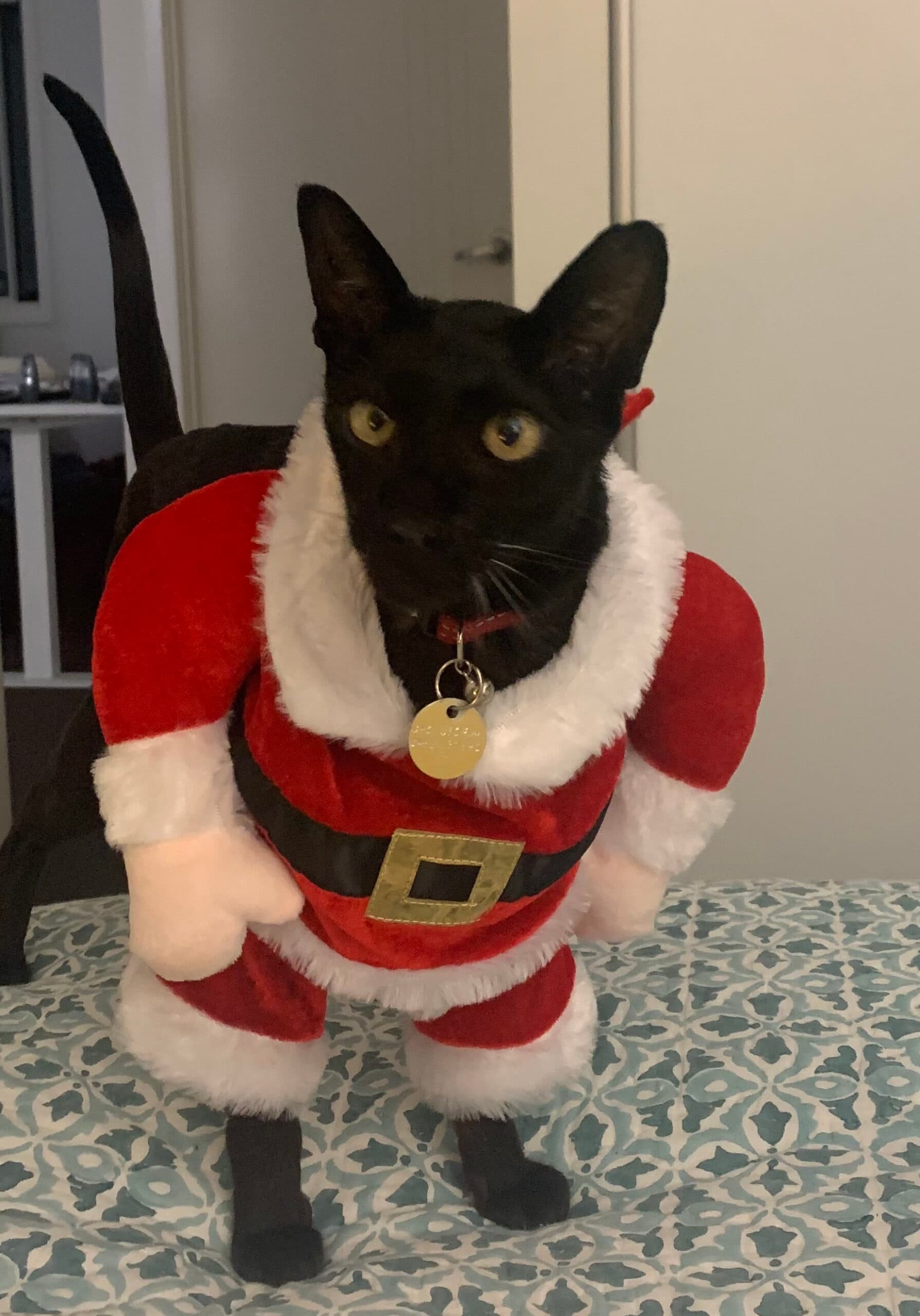 A Tribute to Mr Black: Saying Goodbye to a Beloved Cat