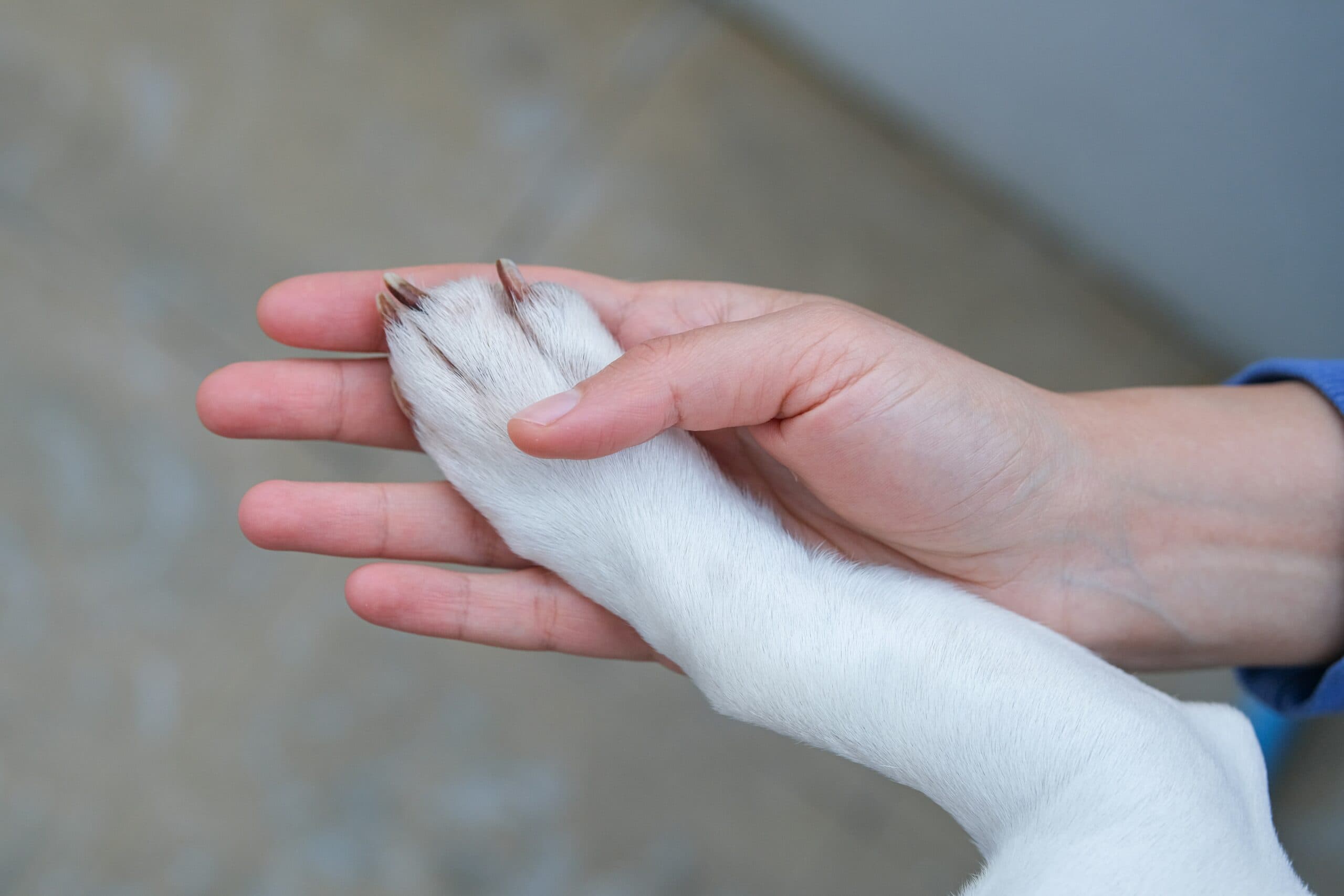 Saying Goodbye: Supporting Children Through Pet Loss
