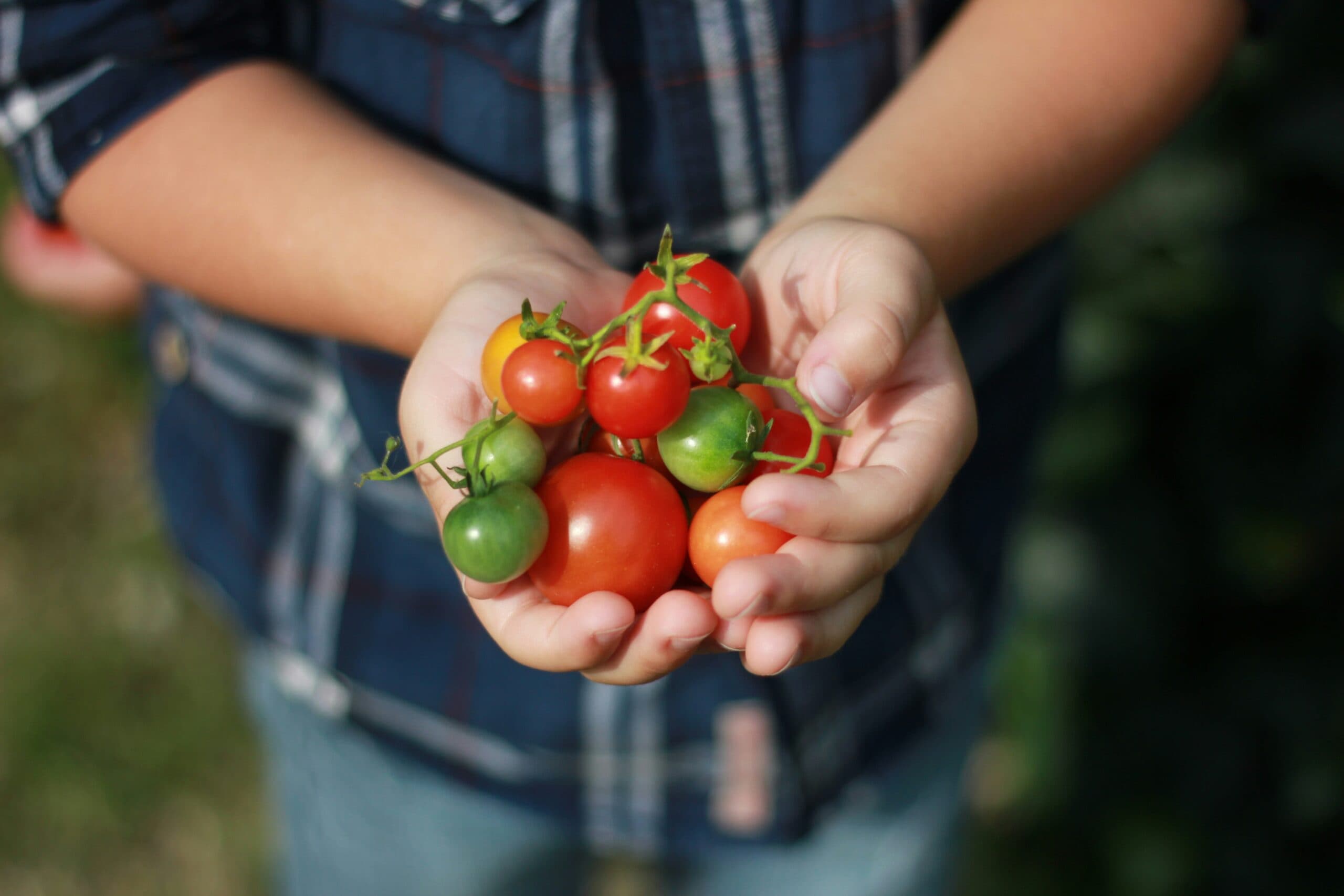 A handful of tomatoes